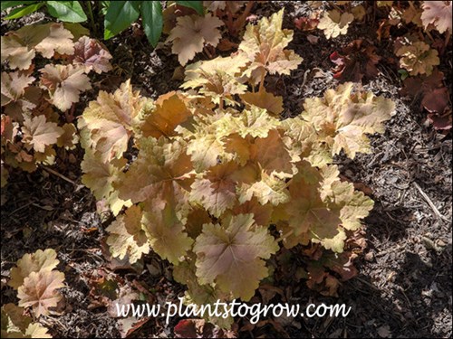 mid spring foliage